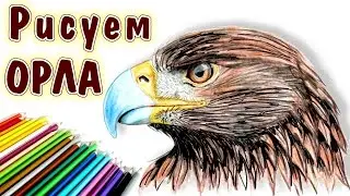 How to draw an eagle head