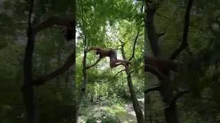 Flow in the trees 🌳