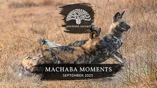 Botswana & Zimbabwe Safaris | Amazing Wildlife Sightings September 2025