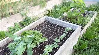 Catproof Gardening in a Drought