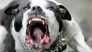 Most Dangerous Dog breeds in the world !
