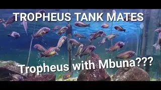 TROPHEUS tank mates