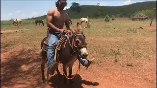Minha primeira volta de jumento
