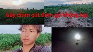Bẫy chim cút đêm gỡ không kịp Thành Dương