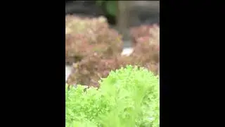 UNLOCK CREATIVITY IN YOUR BACKYARD AND REAP#farming #agriculture #viralvideo #viralvideo