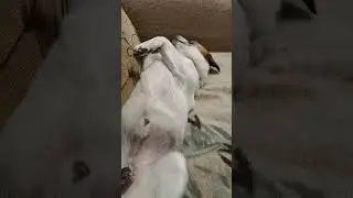 Джек рассел терьер