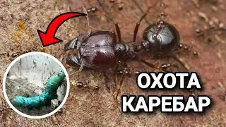Carebara diversa VS гусеница бражника. ОХОТА МУРАВЬЁВ - МАРОДЁРОВ НА ГУСЕНИЦУ ТАБАЧНОГО БРАЖНИКА!!!