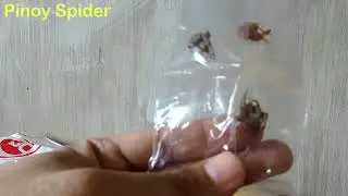 Unboxing My First Iloilo Line Spiders