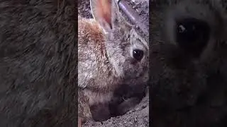 Что умеет крольчиха?