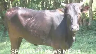 Ente ebizaalidde Ssentebe we Kyalo, Police ebiyingiddemu-Sheema