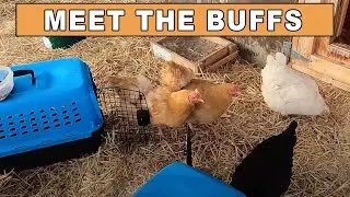 Meet The Buffs,  Our New Buff Orpington Chickens