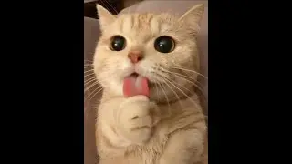 Cat meme :) #meme #shorts