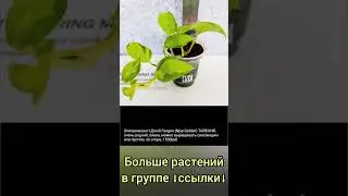 20.06.24 #Растения почтой🌿Липецк🌸Эпипремнумы🌿Спатифиллумы🌸Филодендроны🌿Сингониум🌸Орхидея #shorts