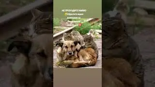 #приют #добро #спасение #помощь
