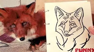 Alf the Fox and New Merchandise with Foxes