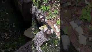 🐒