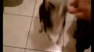 Trio and the Wizard sit!!! #abandonpawsrescue.org