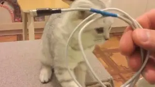 Что делать, если кот перегрыз шнур iPAD