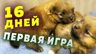 Spitz puppies are 16 days old. Spitz kisses, they see better. The first puppies games