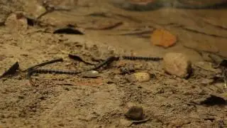 Micrurus mipartitus
