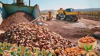 Cosecha de MILLONES de toneladas de ALMENDRAS para ser procesadas y vendidas en todo el MUNDO
