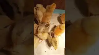 Пополнение в хозяйстве. Купили цыплят
