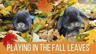 Bunny Playing in the Fall Leaves!