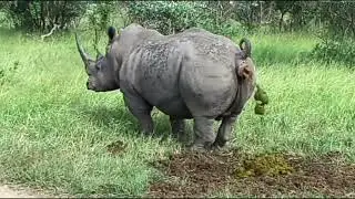 носорог с*** по дабстеп