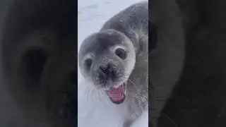 Такое не слышал ранее никто ..