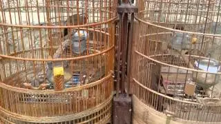 Mi chọi Trà Lĩnh - Cao Bằng