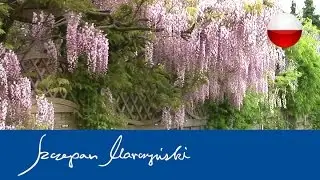 Wisteria - odmiany glicynii