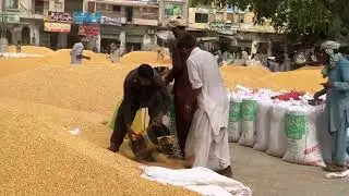 Maki rate today Maize rate today galla mandi Arifwala okara mandi  rate paddy rice rate today