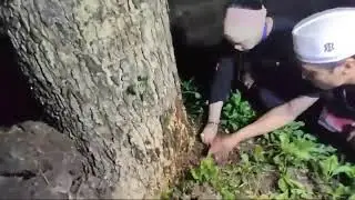 Tarik pusaka keris keramat/ Ki bagus Tunggul buana