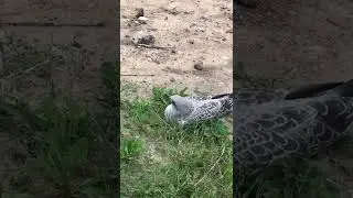 ЧАЙКА УСЕЛАСЬ И СИДИТ