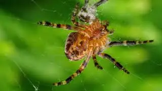 Laughing Death Face Spider | OM System 90mm Macro Video