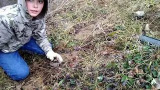 Setting coon traps and (catching my self)