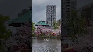 The beauty of Tokyo