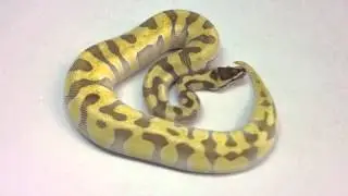 Morphs 101 - Super Enchi Butter