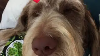 Maggie and the groomer