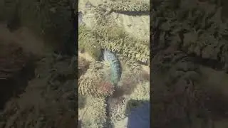 1 in 10,000 blue crawfish