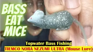 Bass Eat Mouse  | NORA NEZUMI ULTRA | Topwater Mouse Lure #mouselure