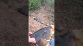 Взял сазана 