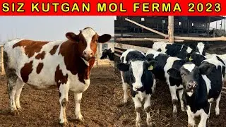 45/50 letr SUT BERADIGAN SIGIRLAR VA 1-ga BUGOZ XUNAJINLAR😳 SHOSHILING bunaqalari kam uchraydi