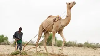 Camel | Meat Milk Muscle