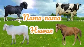 Belajar Mengenal Nama Hewan Sapi, Kerbau, Kambing, Kuda.