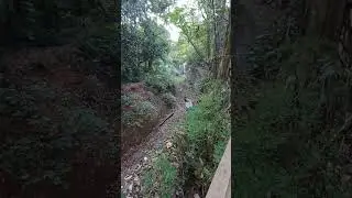 Peacock Flying, Pilikula biological park, Mangalore
