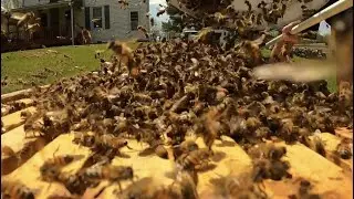 A swarm that reminds me how magical, creepy, and interesting honeybees are!!!