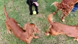 Walking the dogs