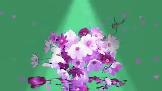 Flowers green screen effects rose green screen effects rose green screen