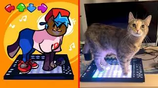Cat Memes: Friday Night Funkin' but Cat😂